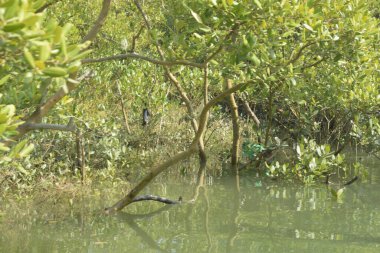 Bangladeş 'teki tropik mangrov sulak arazi ekosistemi. Nehir boyunca uzanan yoğun yeşil orman, Cox 's Bazar' da kıyı biyolojik çeşitliliği ve doğal güzelliği sergiliyor..