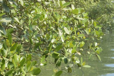 Bangladeş 'teki tropik mangrov sulak arazi ekosistemi. Nehir boyunca uzanan yoğun yeşil orman, Cox 's Bazar' da kıyı biyolojik çeşitliliği ve doğal güzelliği sergiliyor..