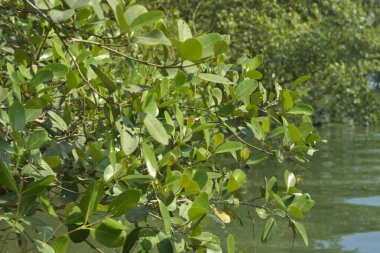 Bangladeş 'teki tropik mangrov sulak arazi ekosistemi. Nehir boyunca uzanan yoğun yeşil orman, Cox 's Bazar' da kıyı biyolojik çeşitliliği ve doğal güzelliği sergiliyor..