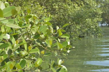 Bangladeş 'teki tropik mangrov sulak arazi ekosistemi. Nehir boyunca uzanan yoğun yeşil orman, Cox 's Bazar' da kıyı biyolojik çeşitliliği ve doğal güzelliği sergiliyor..