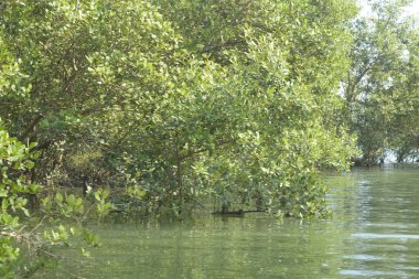 Bangladeş 'teki tropik mangrov sulak arazi ekosistemi. Nehir boyunca uzanan yoğun yeşil orman, Cox 's Bazar' da kıyı biyolojik çeşitliliği ve doğal güzelliği sergiliyor..