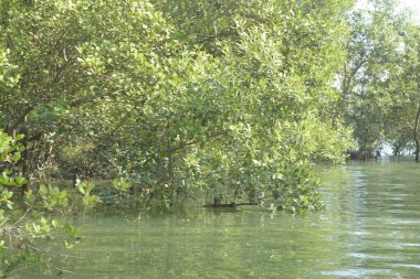 Bangladeş 'teki tropik mangrov sulak arazi ekosistemi. Nehir boyunca uzanan yoğun yeşil orman, Cox 's Bazar' da kıyı biyolojik çeşitliliği ve doğal güzelliği sergiliyor..