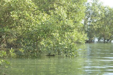 Bangladeş 'teki tropik mangrov sulak arazi ekosistemi. Nehir boyunca uzanan yoğun yeşil orman, Cox 's Bazar' da kıyı biyolojik çeşitliliği ve doğal güzelliği sergiliyor..