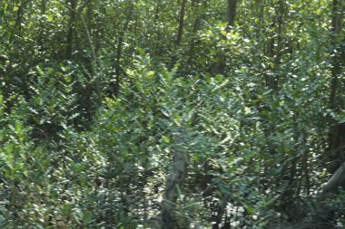 Bangladeş 'teki tropik mangrov sulak arazi ekosistemi. Nehir boyunca uzanan yoğun yeşil orman, Cox 's Bazar' da kıyı biyolojik çeşitliliği ve doğal güzelliği sergiliyor..