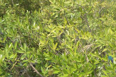 Bangladeş 'teki tropik mangrov sulak arazi ekosistemi. Nehir boyunca uzanan yoğun yeşil orman, Cox 's Bazar' da kıyı biyolojik çeşitliliği ve doğal güzelliği sergiliyor..