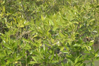 Bangladeş 'teki tropik mangrov sulak arazi ekosistemi. Nehir boyunca uzanan yoğun yeşil orman, Cox 's Bazar' da kıyı biyolojik çeşitliliği ve doğal güzelliği sergiliyor..