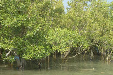 Bangladeş 'teki tropik mangrov sulak arazi ekosistemi. Nehir boyunca uzanan yoğun yeşil orman, Cox 's Bazar' da kıyı biyolojik çeşitliliği ve doğal güzelliği sergiliyor..