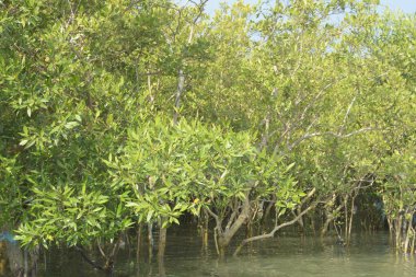 Cox 's Bazar, Bangladeş' teki gür mangrov ormanı gelgit sularını yansıtıyor. Yeşil kıyı sulak arazisi ve güneşli bir günde sakin nehir manzarası.