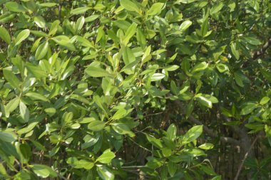 Cox 's Bazar, Bangladeş' teki gür mangrov ormanı gelgit sularını yansıtıyor. Yeşil kıyı sulak arazisi ve güneşli bir günde sakin nehir manzarası.