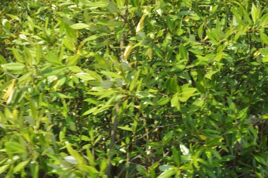 Cox 's Bazar, Bangladeş' teki gür mangrov ormanı gelgit sularını yansıtıyor. Yeşil kıyı sulak arazisi ve güneşli bir günde sakin nehir manzarası.