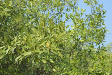 Cox 's Bazar, Bangladeş' teki gür mangrov ormanı gelgit sularını yansıtıyor. Yeşil kıyı sulak arazisi ve güneşli bir günde sakin nehir manzarası.