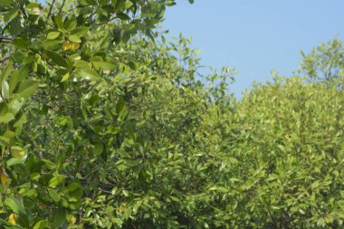 Cox 's Bazar, Bangladeş' teki gür mangrov ormanı gelgit sularını yansıtıyor. Yeşil kıyı sulak arazisi ve güneşli bir günde sakin nehir manzarası.