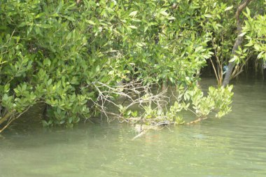Cox 's Bazar, Bangladeş' teki gür mangrov ormanı gelgit sularını yansıtıyor. Yeşil kıyı sulak arazisi ve güneşli bir günde sakin nehir manzarası.