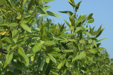 Cox 's Bazar, Bangladeş' teki gür mangrov ormanı gelgit sularını yansıtıyor. Yeşil kıyı sulak arazisi ve güneşli bir günde sakin nehir manzarası.