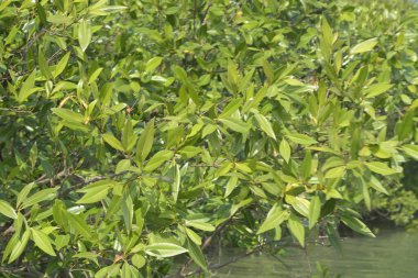 Cox 's Bazar, Bangladeş' teki gür mangrov ormanı gelgit sularını yansıtıyor. Yeşil kıyı sulak arazisi ve güneşli bir günde sakin nehir manzarası.