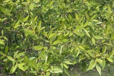 Cox 's Bazar, Bangladeş' teki gür mangrov ormanı gelgit sularını yansıtıyor. Yeşil kıyı sulak arazisi ve güneşli bir günde sakin nehir manzarası.