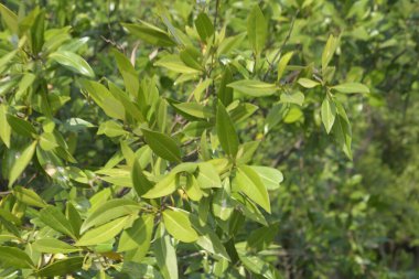 Cox 's Bazar, Bangladeş' teki gür mangrov ormanı gelgit sularını yansıtıyor. Yeşil kıyı sulak arazisi ve güneşli bir günde sakin nehir manzarası.