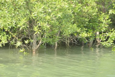 Cox 's Bazar, Bangladeş' teki gür mangrov ormanı gelgit sularını yansıtıyor. Yeşil kıyı sulak arazisi ve güneşli bir günde sakin nehir manzarası.