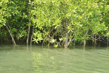 Cox 's Bazar, Bangladeş' teki gür mangrov ormanı gelgit sularını yansıtıyor. Yeşil kıyı sulak arazisi ve güneşli bir günde sakin nehir manzarası.