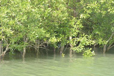Cox 's Bazar, Bangladeş' teki gür mangrov ormanı gelgit sularını yansıtıyor. Yeşil kıyı sulak arazisi ve güneşli bir günde sakin nehir manzarası.