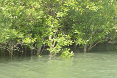 Cox 's Bazar, Bangladeş' teki gür mangrov ormanı gelgit sularını yansıtıyor. Yeşil kıyı sulak arazisi ve güneşli bir günde sakin nehir manzarası.