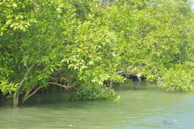 Cox 's Bazar, Bangladeş' teki gür mangrov ormanı gelgit sularını yansıtıyor. Yeşil kıyı sulak arazisi ve güneşli bir günde sakin nehir manzarası.