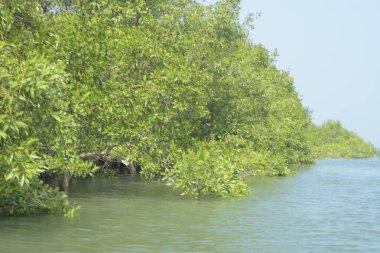 Cox 's Bazar, Bangladeş' teki gür mangrov ormanı gelgit sularını yansıtıyor. Yeşil kıyı sulak arazisi ve güneşli bir günde sakin nehir manzarası.