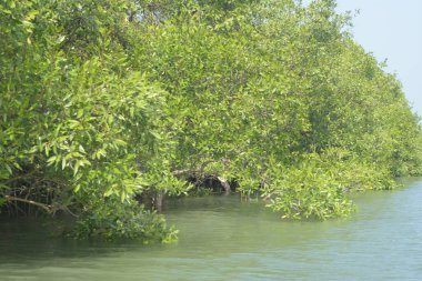 Cox 's Bazar, Bangladeş' teki gür mangrov ormanı gelgit sularını yansıtıyor. Yeşil kıyı sulak arazisi ve güneşli bir günde sakin nehir manzarası.
