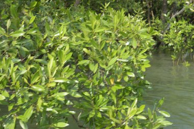 Cox 's Bazar, Bangladeş' teki gür mangrov ormanı gelgit sularını yansıtıyor. Yeşil kıyı sulak arazisi ve güneşli bir günde sakin nehir manzarası.