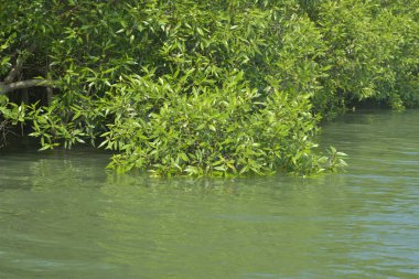 Cox 's Bazar, Bangladeş' teki gür mangrov ormanı gelgit sularını yansıtıyor. Yeşil kıyı sulak arazisi ve güneşli bir günde sakin nehir manzarası.