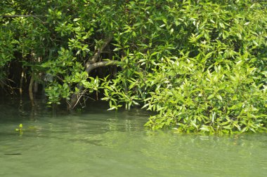 Cox 's Bazar, Bangladeş' teki gür mangrov ormanı gelgit sularını yansıtıyor. Yeşil kıyı sulak arazisi ve güneşli bir günde sakin nehir manzarası.