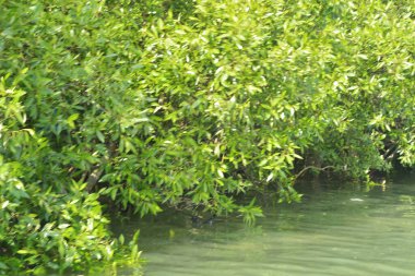 Lush mangrove forest reflecting on calm tidal water in Cox's Bazar, Bangladesh. Green coastal wetland landscape and serene river scenery on a sunny day.