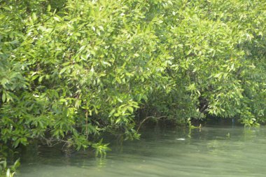 Cox 's Bazar, Bangladeş' teki gür mangrov ormanı gelgit sularını yansıtıyor. Yeşil kıyı sulak arazisi ve güneşli bir günde sakin nehir manzarası.