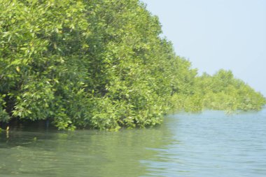 Cox 's Bazar, Bangladeş' teki gür mangrov ormanı gelgit sularını yansıtıyor. Yeşil kıyı sulak arazisi ve güneşli bir günde sakin nehir manzarası.
