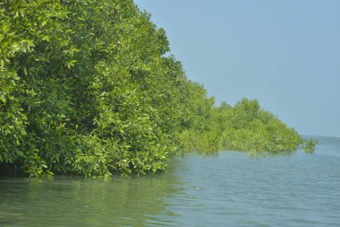 Cox 's Bazar, Bangladeş' teki gür mangrov ormanı gelgit sularını yansıtıyor. Yeşil kıyı sulak arazisi ve güneşli bir günde sakin nehir manzarası.
