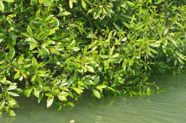 Cox 's Bazar, Bangladeş' teki gür mangrov ormanı gelgit sularını yansıtıyor. Yeşil kıyı sulak arazisi ve güneşli bir günde sakin nehir manzarası.