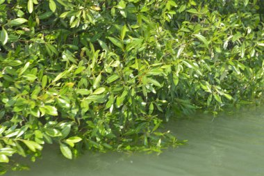 Cox 's Bazar, Bangladeş' teki gür mangrov ormanı gelgit sularını yansıtıyor. Yeşil kıyı sulak arazisi ve güneşli bir günde sakin nehir manzarası.