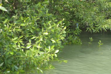 Cox 's Bazar, Bangladeş' teki gür mangrov ormanı gelgit sularını yansıtıyor. Yeşil kıyı sulak arazisi ve güneşli bir günde sakin nehir manzarası.