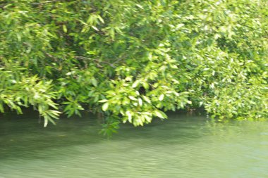 Cox 's Bazar, Bangladeş' teki gür mangrov ormanı gelgit sularını yansıtıyor. Yeşil kıyı sulak arazisi ve güneşli bir günde sakin nehir manzarası.