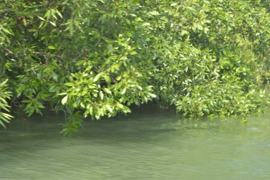 Cox 's Bazar, Bangladeş' teki gür mangrov ormanı gelgit sularını yansıtıyor. Yeşil kıyı sulak arazisi ve güneşli bir günde sakin nehir manzarası.