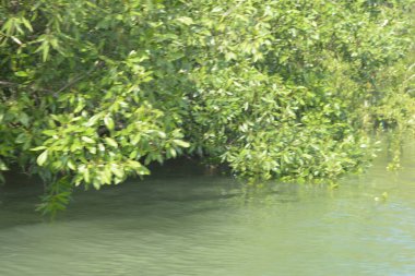 Cox 's Bazar, Bangladeş' teki gür mangrov ormanı gelgit sularını yansıtıyor. Yeşil kıyı sulak arazisi ve güneşli bir günde sakin nehir manzarası.