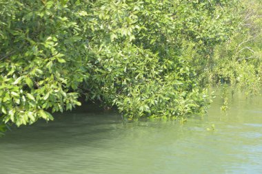 Cox 's Bazar, Bangladeş' teki gür mangrov ormanı gelgit sularını yansıtıyor. Yeşil kıyı sulak arazisi ve güneşli bir günde sakin nehir manzarası.