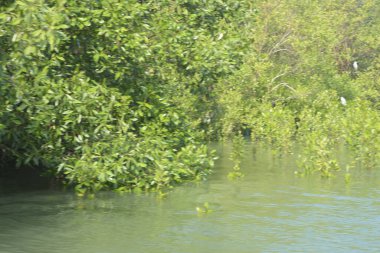 Cox 's Bazar, Bangladeş' teki gür mangrov ormanı gelgit sularını yansıtıyor. Yeşil kıyı sulak arazisi ve güneşli bir günde sakin nehir manzarası.
