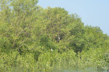 Cox 's Bazar, Bangladeş' teki gür mangrov ormanı gelgit sularını yansıtıyor. Yeşil kıyı sulak arazisi ve güneşli bir günde sakin nehir manzarası.