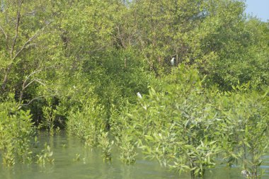 Cox 's Bazar, Bangladeş' teki gür mangrov ormanı gelgit sularını yansıtıyor. Yeşil kıyı sulak arazisi ve güneşli bir günde sakin nehir manzarası.