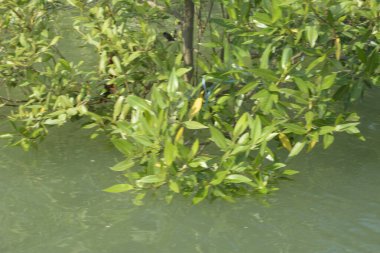 Cox 's Bazar, Bangladeş' teki gür mangrov ormanı gelgit sularını yansıtıyor. Yeşil kıyı sulak arazisi ve güneşli bir günde sakin nehir manzarası.