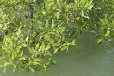 Cox 's Bazar, Bangladeş' teki gür mangrov ormanı gelgit sularını yansıtıyor. Yeşil kıyı sulak arazisi ve güneşli bir günde sakin nehir manzarası.