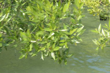 Cox 's Bazar, Bangladeş' teki gür mangrov ormanı gelgit sularını yansıtıyor. Yeşil kıyı sulak arazisi ve güneşli bir günde sakin nehir manzarası.