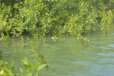 Cox 's Bazar, Bangladeş' teki gür mangrov ormanı gelgit sularını yansıtıyor. Yeşil kıyı sulak arazisi ve güneşli bir günde sakin nehir manzarası.