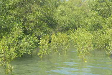 Bangladeş 'teki Cox' s Bazar 'ın gelgit nehrindeki dağınık mangrov ağaçlarının panoramik manzarası. Mavi gökyüzünün altında geniş bir kıyı sulak arazi ekosistemi manzarası.
